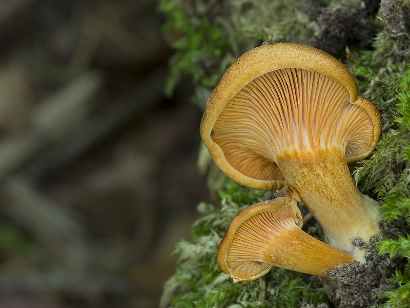 Hygrophoropsis rufa